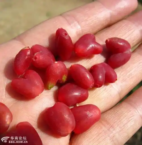 谁知道这是什么果实学名叫什么