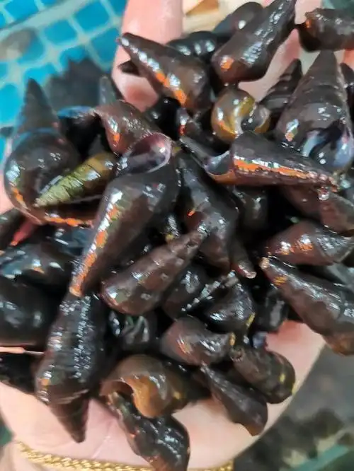 山坑田螺(500g) 商品图0