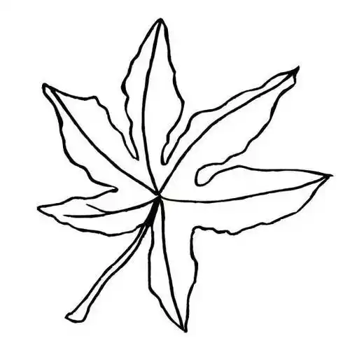 枫树简笔画 枫树简笔画简单又好看