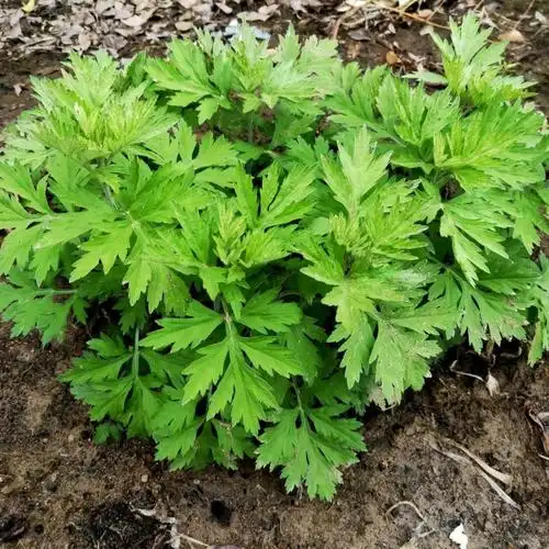 静谧正宗蕲艾苗食用艾草苗大叶艾草根苗四季种植阳台庭院校园绿植