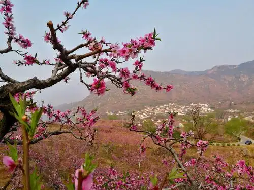 沿着山路十八弯下行,有一片枝条遒劲有力的老桃树!各有不同,个个精彩!