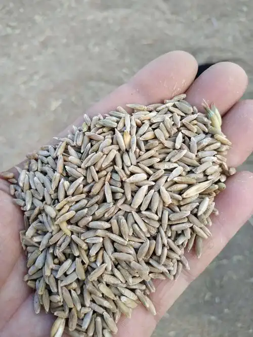 优质冬青70黑麦草种子