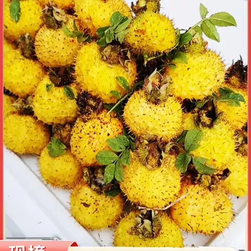 aw贵州特产野生刺梨鲜果5斤刺梨泡酒泡水天刺力产地新鲜金刺梨鲜