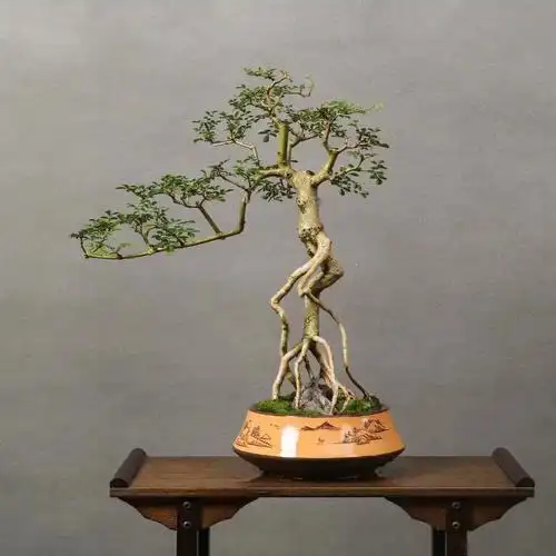 高提根老树桩岭南盆景对节白蜡老盆口熟