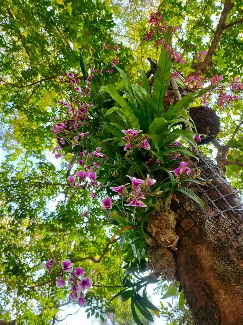 西湖榕树"开花"啦