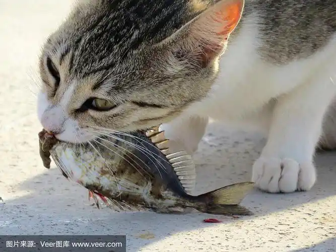 吃鱼的猫