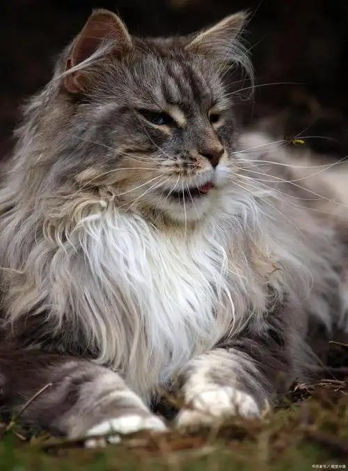 缅因猫全解析:大型猫咪的独特之处