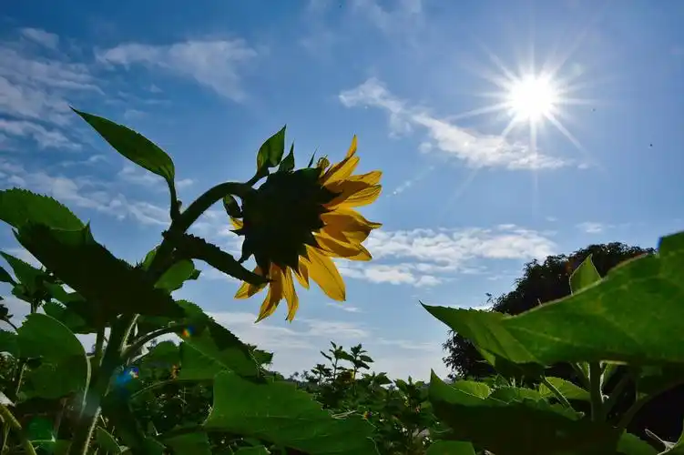 在拍逆光下的向日葵时,突然发现太阳光芒四射,赶紧拍拍拍.