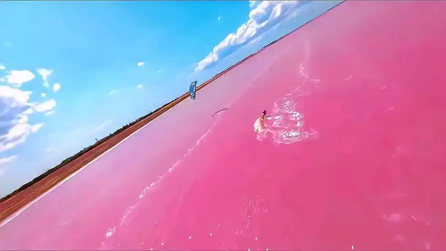 『4k美景』(粉色海洋)艾特最重要的朋友来看粉色海洋