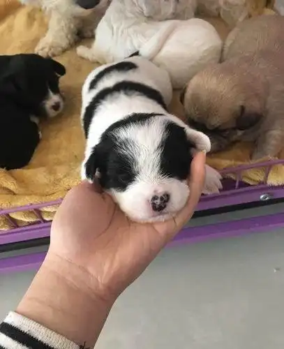 头像大全_黑泰迪跟比熊杂交图片__正文