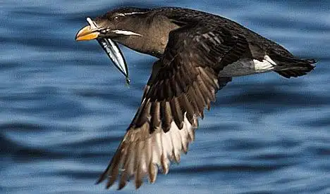 角嘴海雀(海雀科)