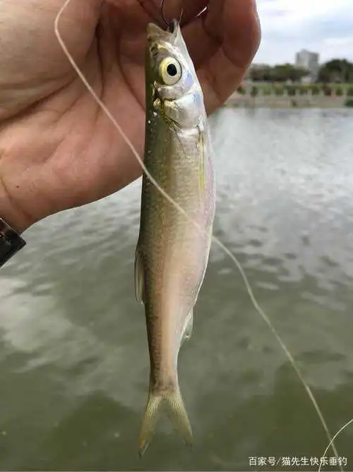它鱼身娇小与刀相似,游动迅速,详解野钓我国特有物种——蓝刀鱼