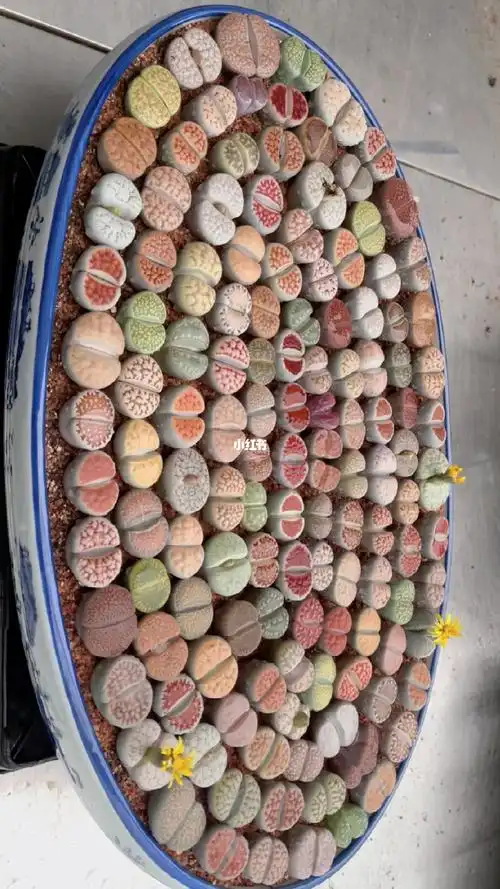 生石花拼盘越看越爱看