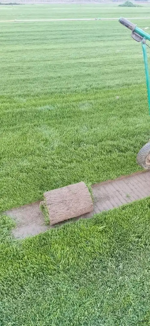 早熟禾高羊茅黑麦草混播草坪