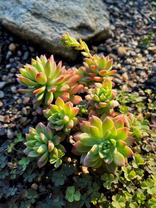 地栽多肉马库斯