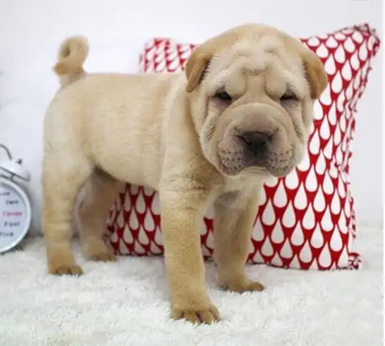 无血统证书狗狗毛长:短毛狗狗性别:公狗狗体型:小型犬狗狗品种:其它