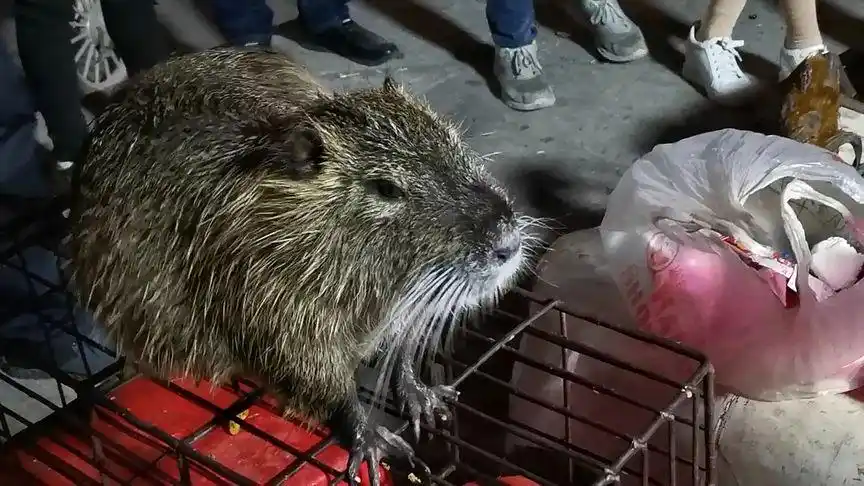 我长这么大第一次看到18斤的老鼠,比猫还大有谁知道是什么老鼠吗