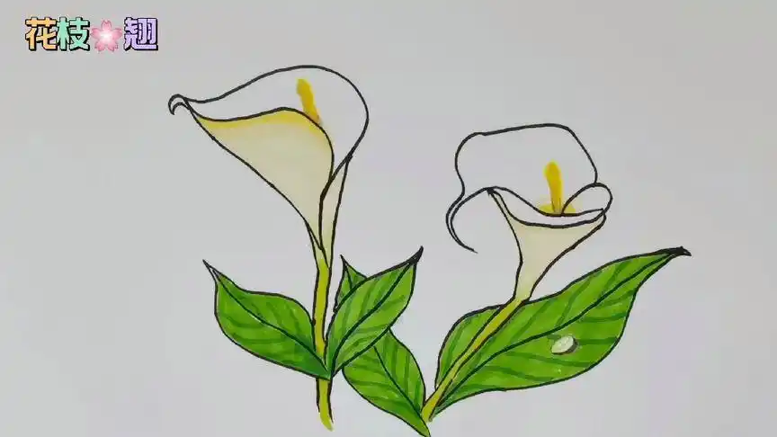 盛开的马蹄莲花这样画,马蹄莲花简笔画-母婴亲子视频-搜狐视频