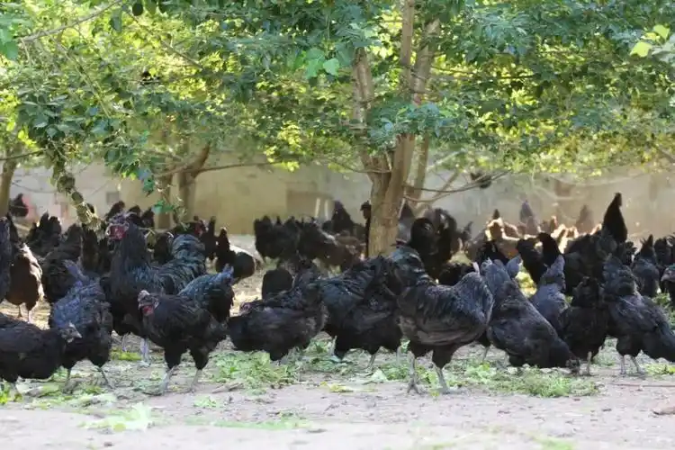 达州奏响乡村振兴的雄壮序曲!