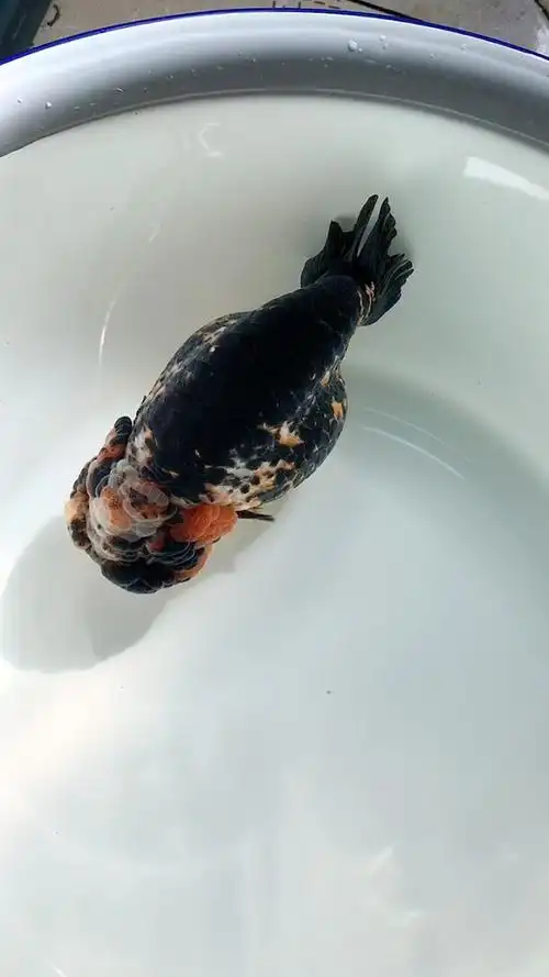 当岁飞艺顶级长身梳子背重墨花兰寿[色][强] 16-17公分公鱼