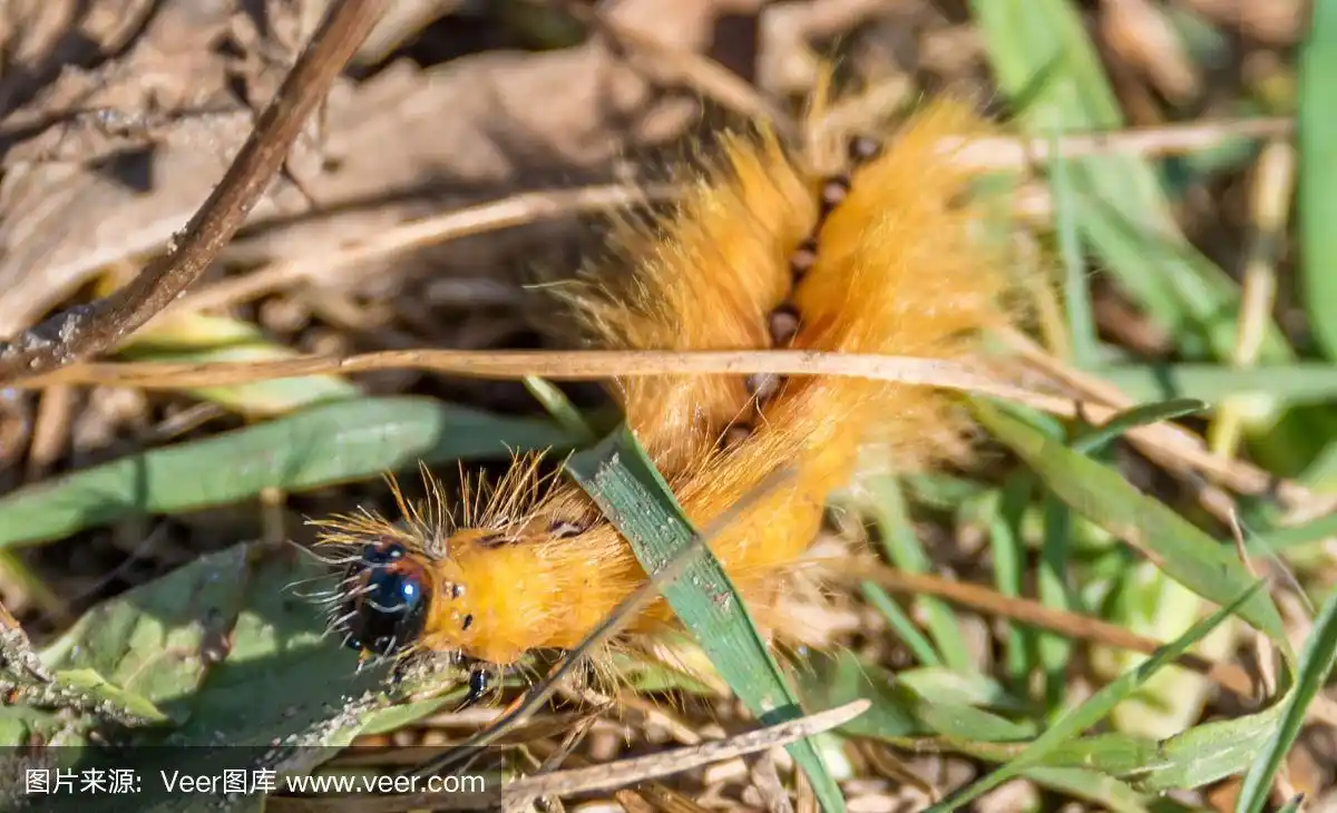 森林地面上黄色毛茸茸的毛毛虫的特写
