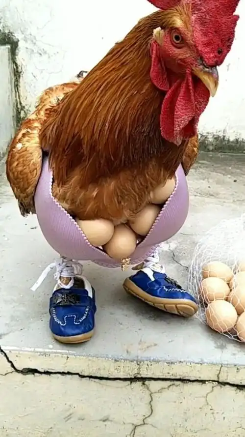 网红大公鸡爆笑笑话