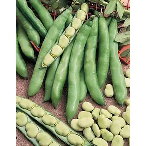 dried broad fava bean for sale