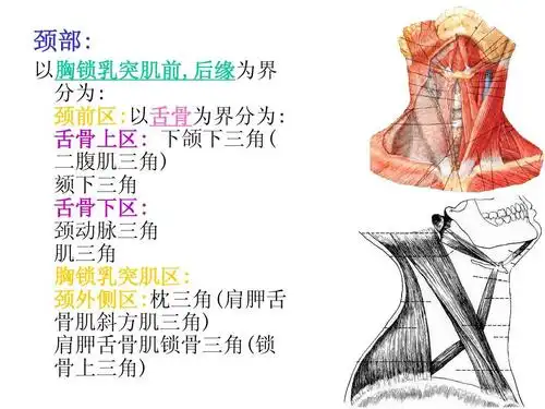 颏下三角 舌骨下区: 颈动脉三角 肌三角 胸锁乳突肌区: 颈外侧区:枕