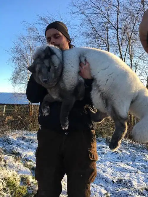 芬兰原种蓝狐今日顺利抵达哈尔滨