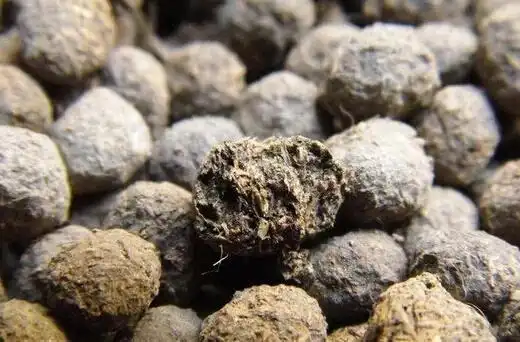 这个东西是从哪里来的呢?蝙蝠的屎!