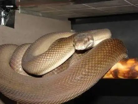 【附录二· 紫晶蟒】南太平的紫水晶