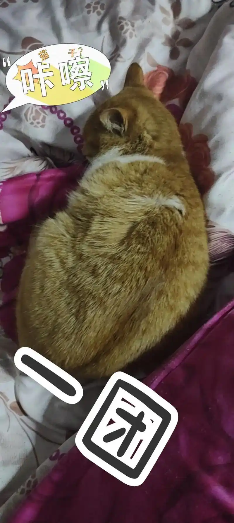 与橘猪和狸花猪的日常#每一张照片都是满满的回忆 #谁还没个小 - 抖音