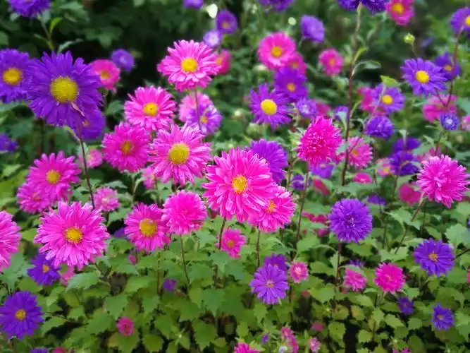 秋天,是菊花盛开的季节