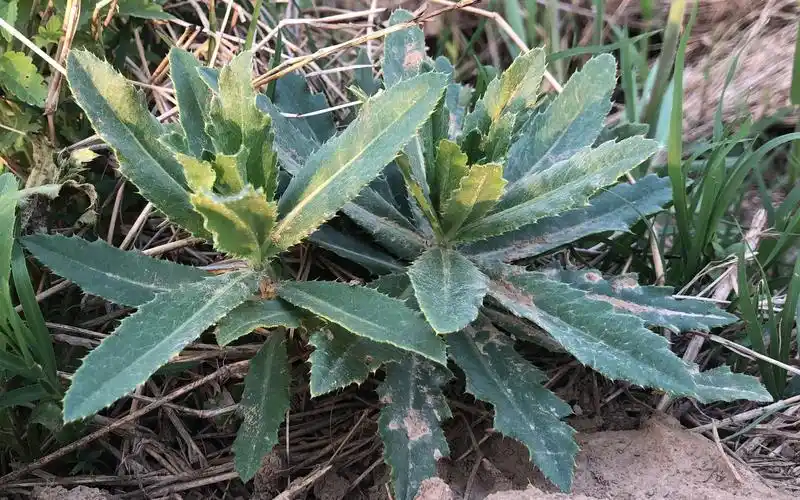 这种带刺野菜在农村没人要,到了城里却成了抢手货!你买过没?