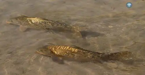 鸣沙山月牙泉惊现神奇铁背鱼