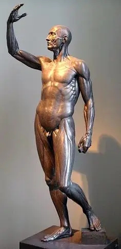 雕塑之十六cry057采集到人体结构采集www.artstation.