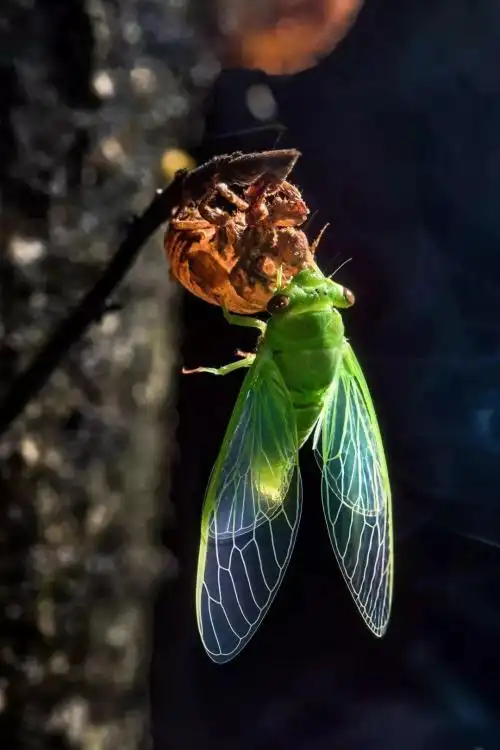 100种代表夏天的事物
