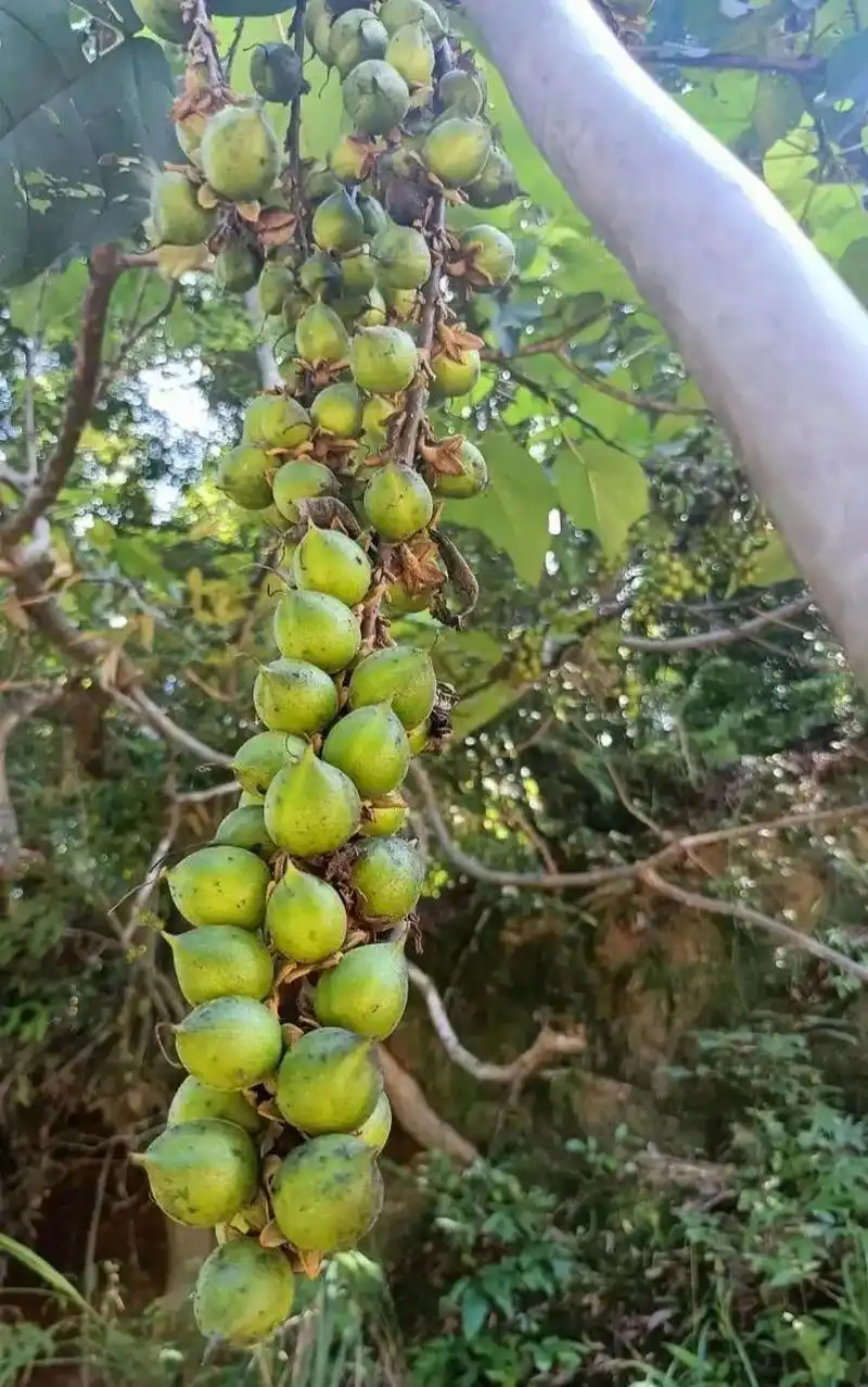 网友:梧桐树上结了好多果子呀,这果子有什么用吗?