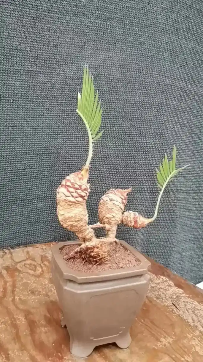 一颗精品三头白鳞铁#一花一草一世界 #精品盆景 #花卉绿植  - 抖音