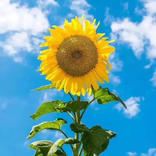 旭日东升向日葵花田_微信头像风景图片_扣扣居