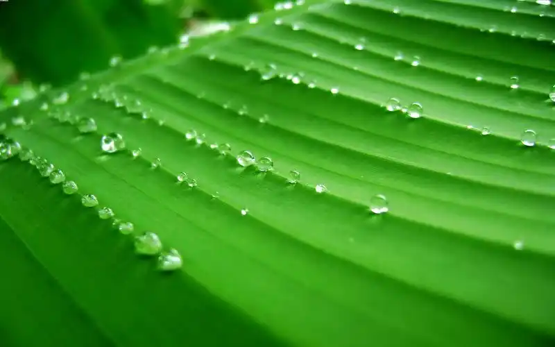 高清养眼绿色桌面壁纸1920x1200