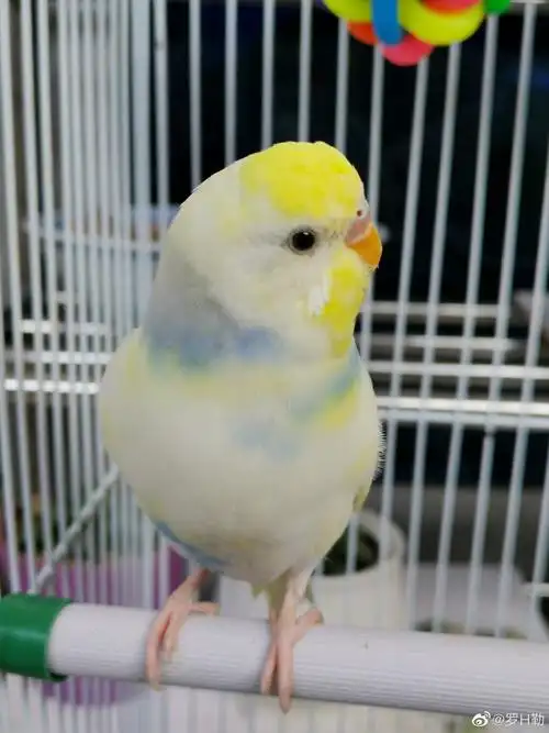 刺猬发展,其他三只双金小可爱也正在冒羽管～～#萌宠##特色虎皮鹦鹉