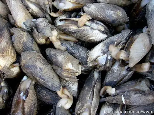 青岛海滩这种贝类叫什么名字