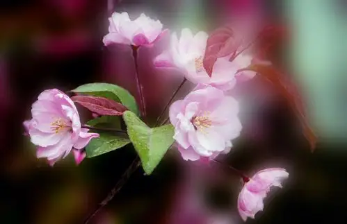 风流犹有海棠花