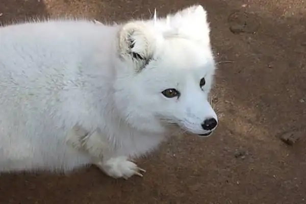 灵签占卜你喜欢哪一只白色小狐狸测你目前最大的心病是啥