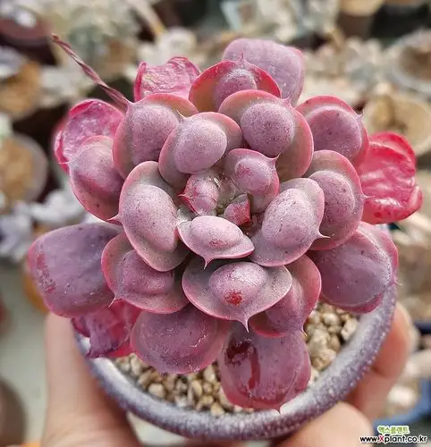 雨滴桩 多肉植物