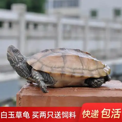 乌龟草龟白玉中华金线活物小草龟苗活体饲料龟