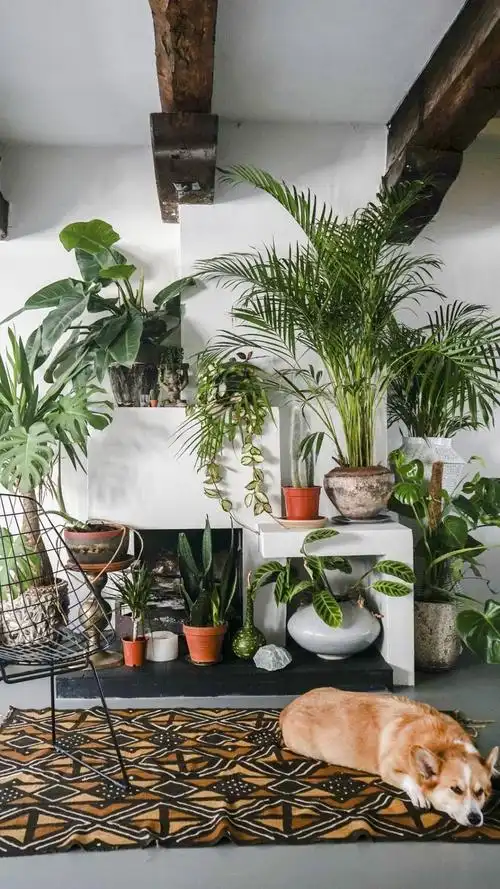 家居室内植物养眼写真