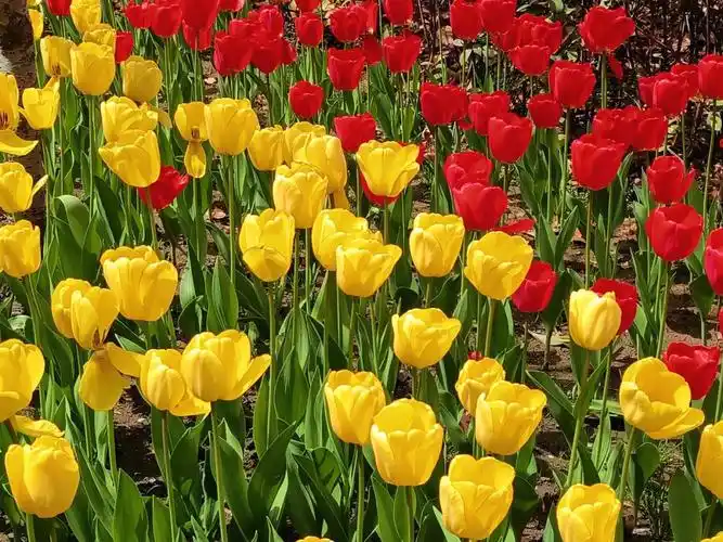 郑州人民公园的郁金香