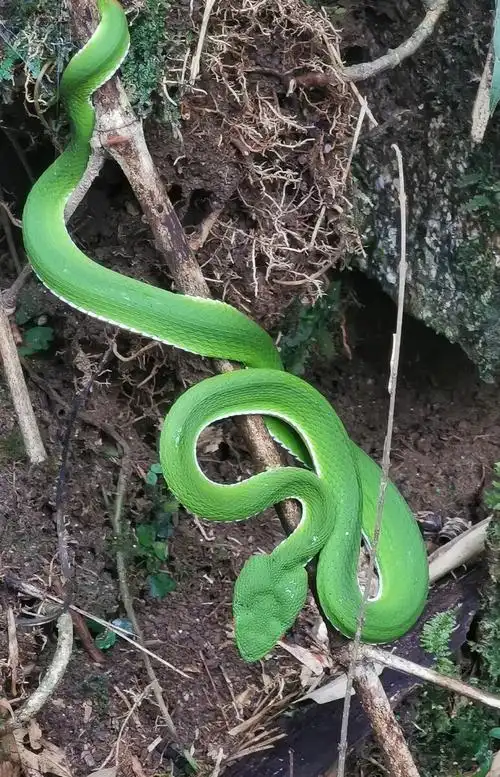 有人说是青竹蛇97,有人说是"烙铁头"剧毒,(堪称蛇类中的"大熊猫"?